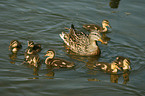 mallard with babys