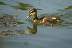 mallard baby