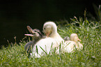 young mallards