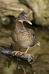 mallard