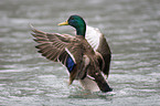 mallard