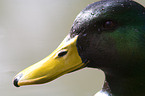 mallard