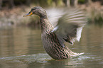 mallard