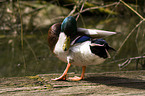 mallard