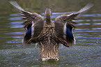 mallard