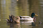 mallards