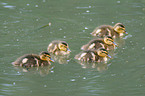 young mallards