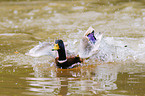 male mallard