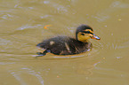 young mallard