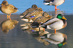 mallards