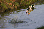 male mallard