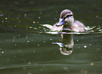 young mallard