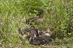 mallards