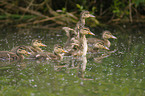 young mallards