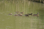 mallards