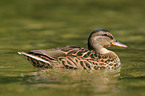 mallard