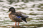 mallard