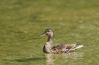 mallard