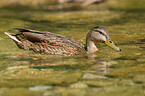 mallard