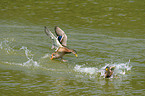 landing mallards