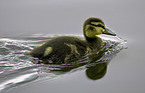 young mallard