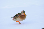 mallard