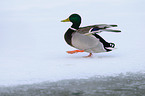 mallard