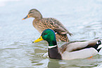 mallards