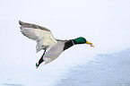 mallard