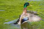 mallard