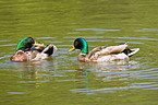 mallards