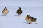 mallards