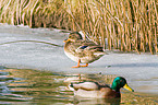 mallards