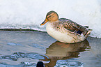 mallard