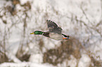 mallard