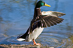 mallard