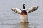 mallard