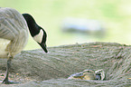 mallard and canada goose