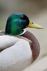 mallard