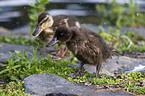 young mallards