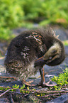 young mallard