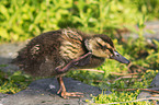 young mallard