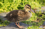 young mallard