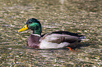 mallard