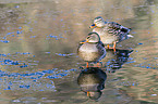 mallards