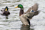 mallards