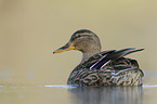 mallard