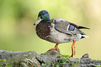 mallard