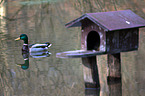 mallard