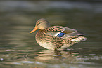 mallard